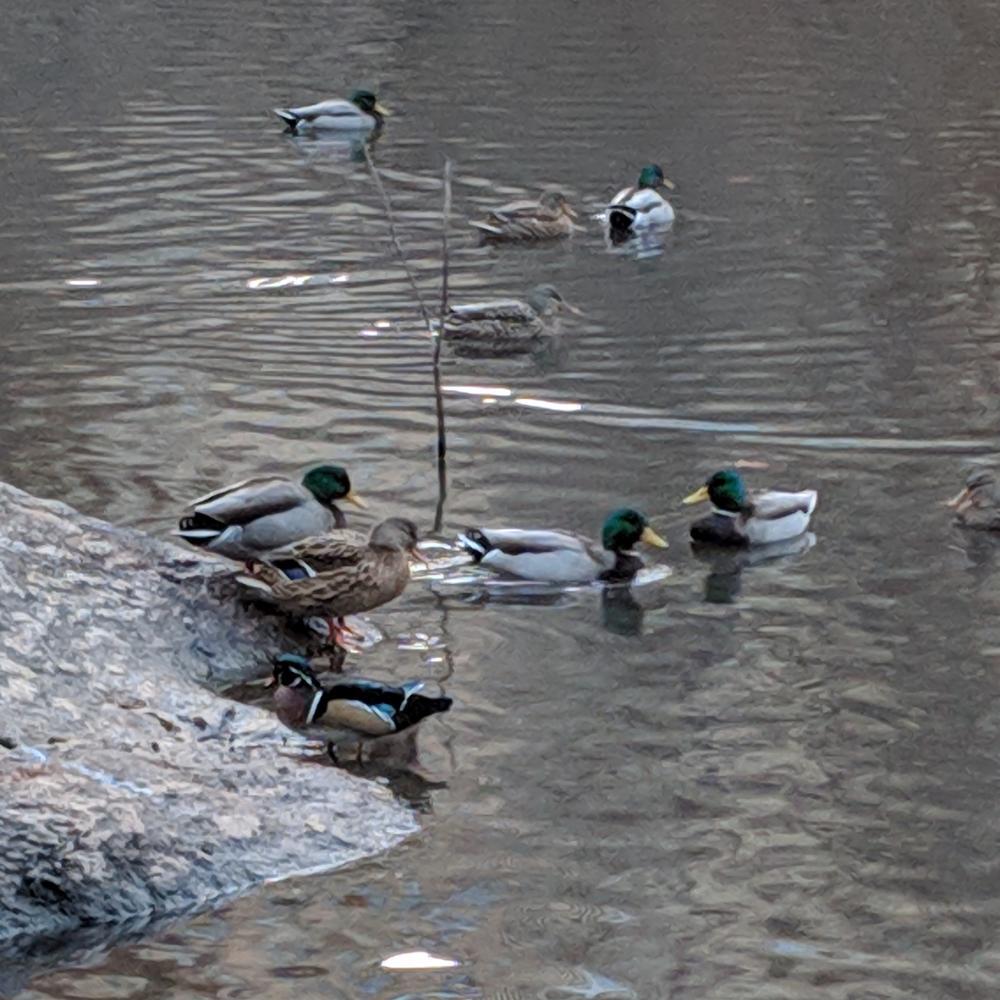 ten ducks in pond with rock in corner.