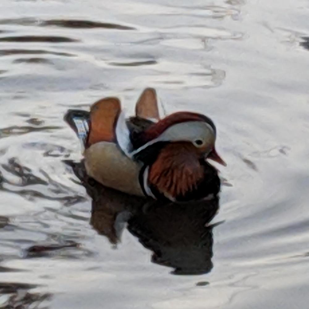 colorful duck swimming in pond.