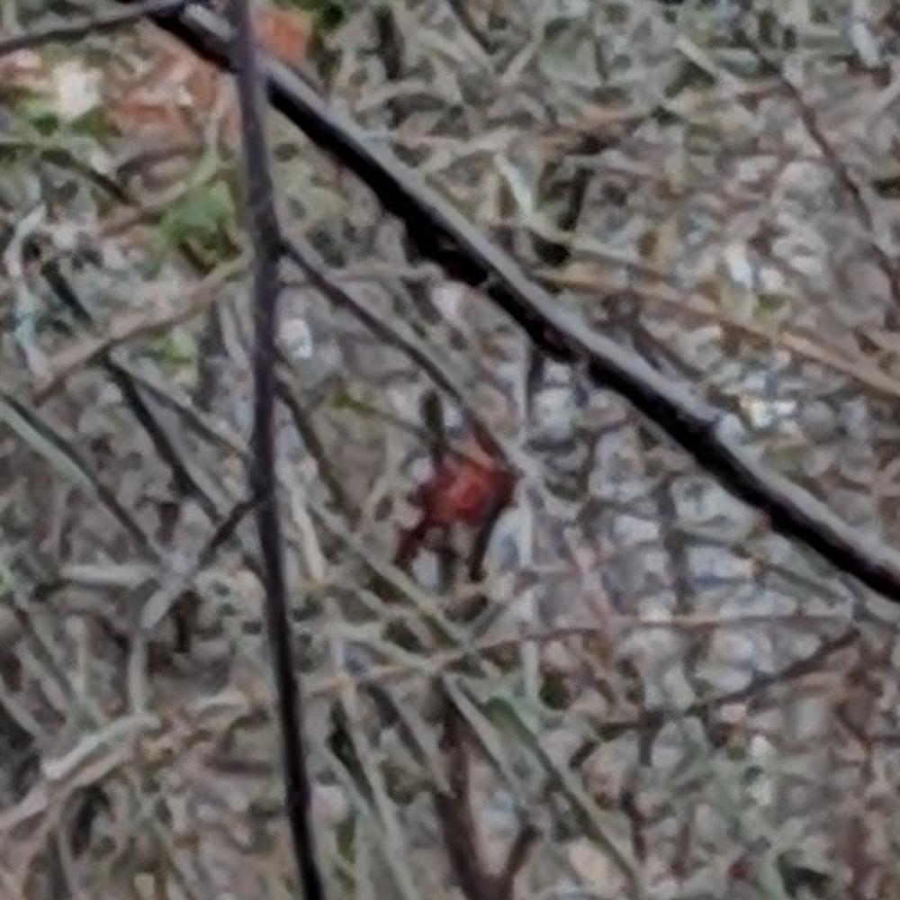 bird (northern cardinal) sitting in a tree.