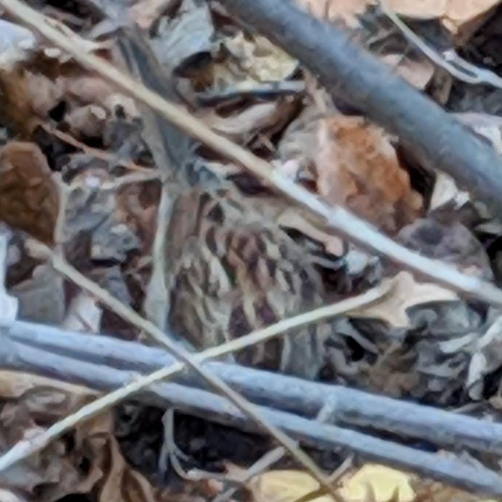 bird (sparrow) on ground with leaves.